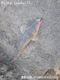 マゴチ