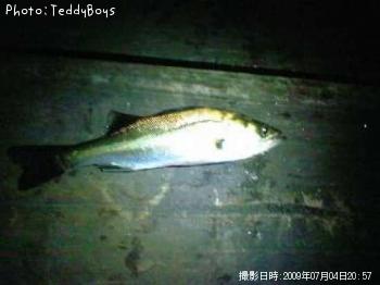 シーバス
