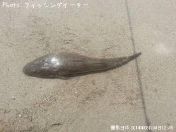 マゴチ