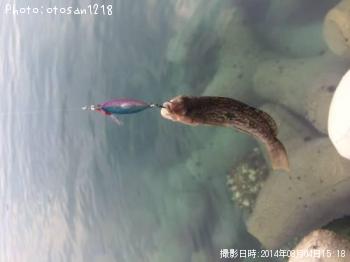 アイナメ