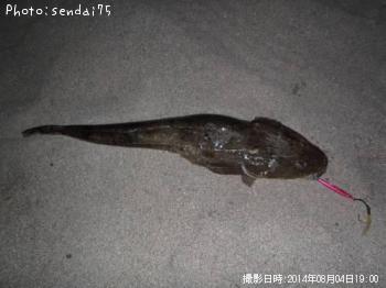 マゴチ