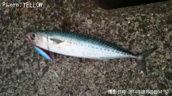 サバ