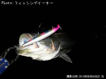 シーバス