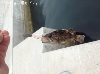 クロソイ