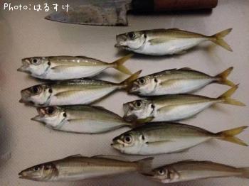 アジ７　キス２