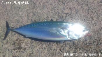 ソーダカツオ