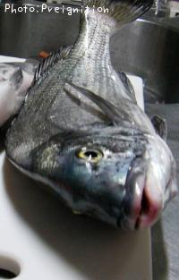 チヌ