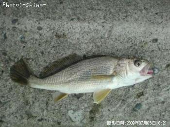 イシモチ