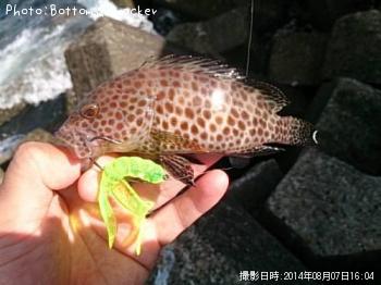 オオモンハタ