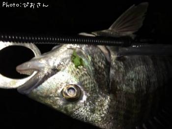 クロダイ