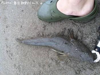 マゴチ