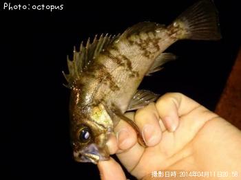 メバル