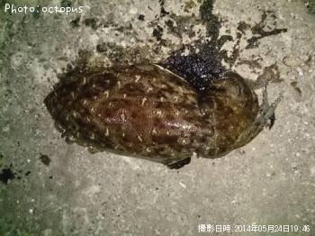 コウイカ