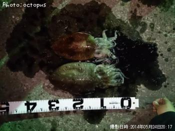 コウイカ