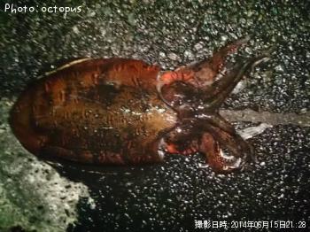 コウイカ
