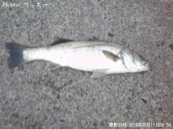 シーバス