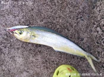 シイラ