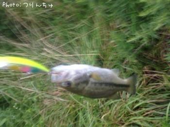ブラックバス