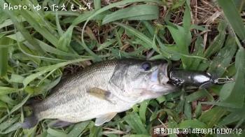 ブラックバス