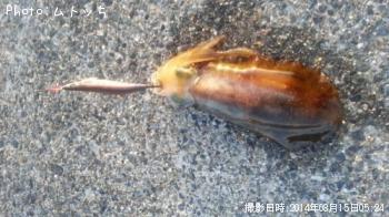 アオリイカ