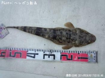 マゴチ