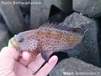 オオモンハタ