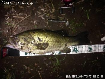 ブラックバス