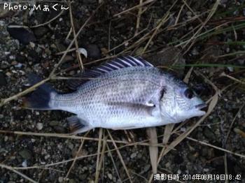 キビレ