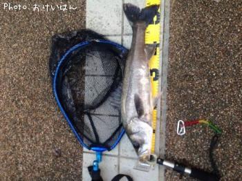 シーバス