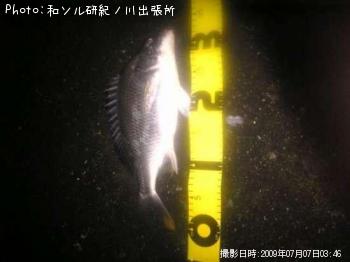 キビレ