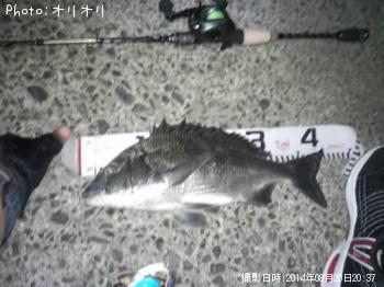 クロダイ