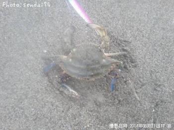 カニ