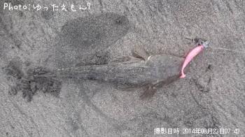 マゴチ
