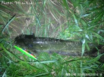 ナマズ