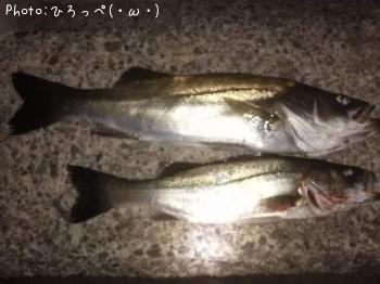 シーバス
