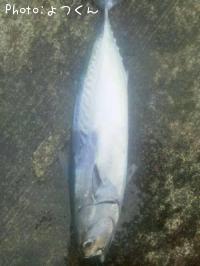 ヒラソウダ
