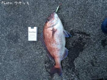 真鯛