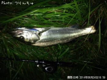 シーバス
