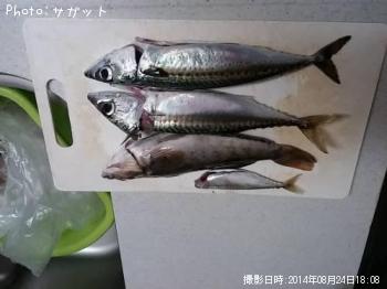 サバ