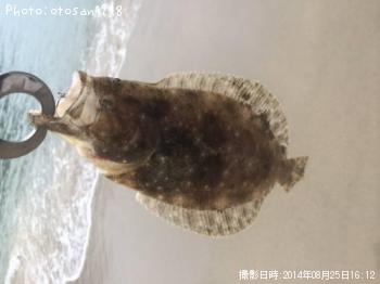 ヒラメ