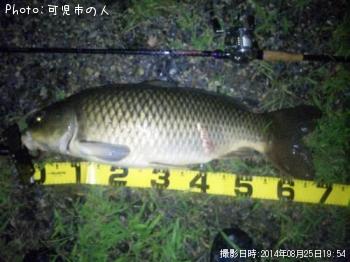 鯉