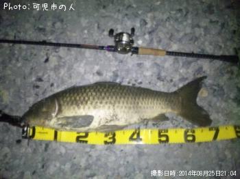 鯉