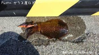 アオリイカ