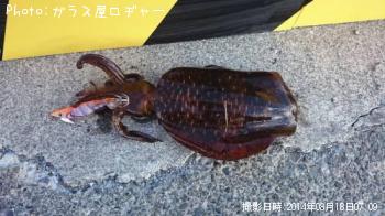 アオリイカ