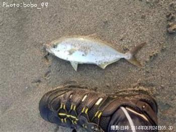 ショゴ