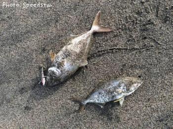 ショゴ