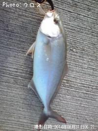 ショゴ