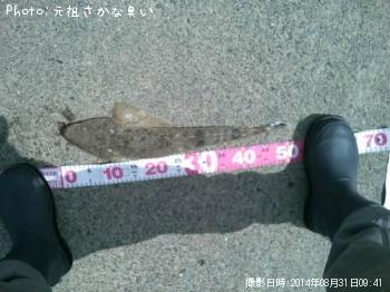 マゴチ