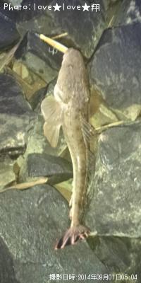ޥ