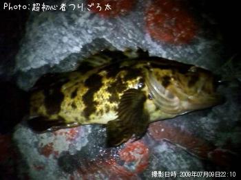 ベッコウゾイ